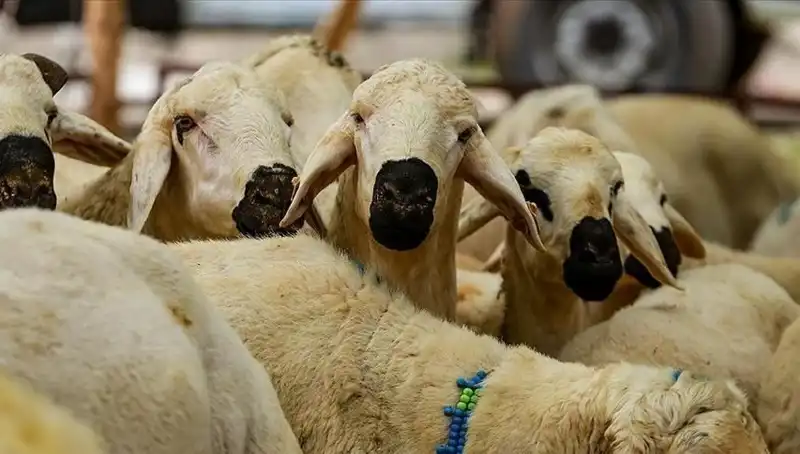2025 Kurban Bayramı’nda Kurban Kesmek Farz mı? 10 Soruda Cevaplar
