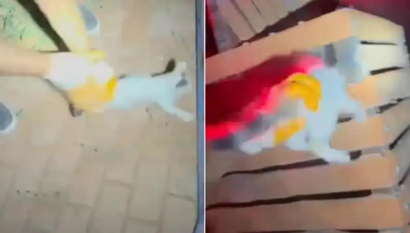 Gece Yarısı İtfaiye Ekibi, Yüksek Ağaçta Sıkışan Kediyi Kurtardı