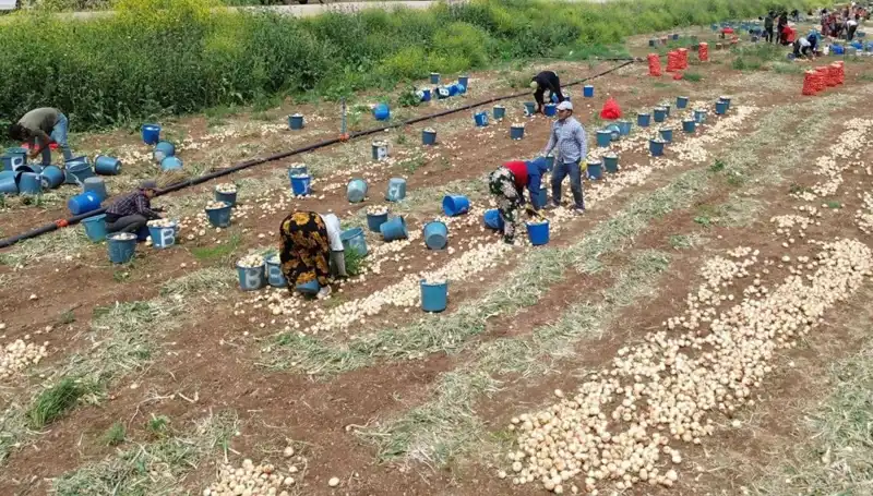 Soğan Hasadı Başladı: Fiyatlar Düşüşe Geçti, Alıcılar Rahatladı!
