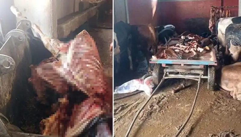 Adana'da 2,5 Ton At Eti Ele Geçirildi, 4 At Kurtarıldı!