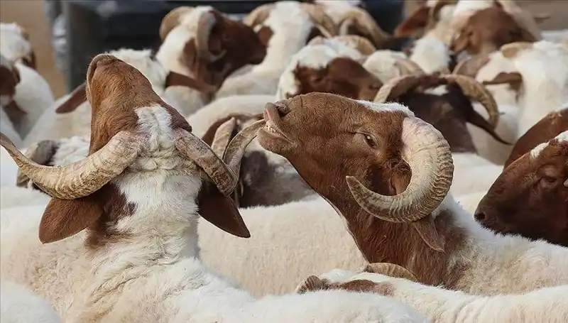 Akika Kurbanı Nedir? Kesim Zamanı ve Yenmesi Tartışmalı mı?