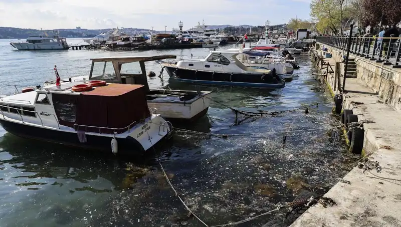 İstanbul’un Denizi Müsilajla Yeniden Tehdit Altında: Korkutucu Gelişmeler