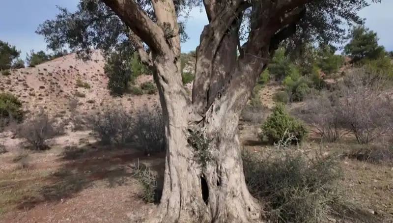800 Yıllık Zeytin Ağacı: Geçmişten Günümüze Uzanan Eşsiz Miras