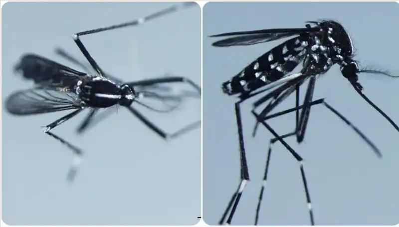 Chikungunya Virüsü Nedir? Belirtileri ve Yayılma Alanları