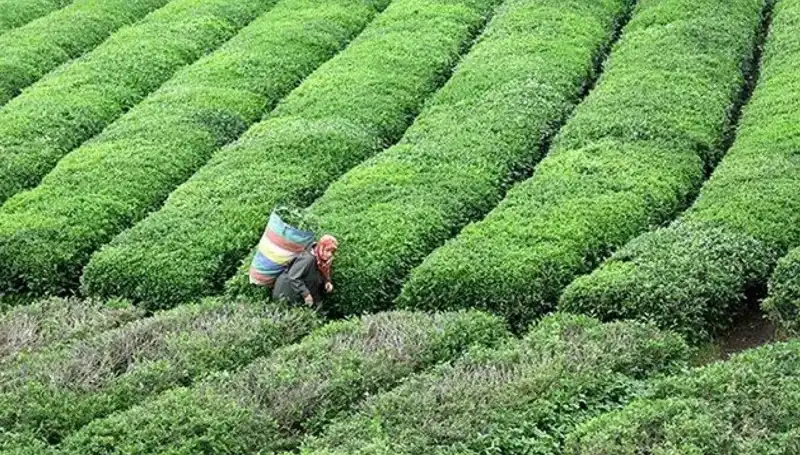 ÇAYKUR Bayramda Da Yaş Çay Alımına Devam Ediyor: Çay Severlere Müjde!