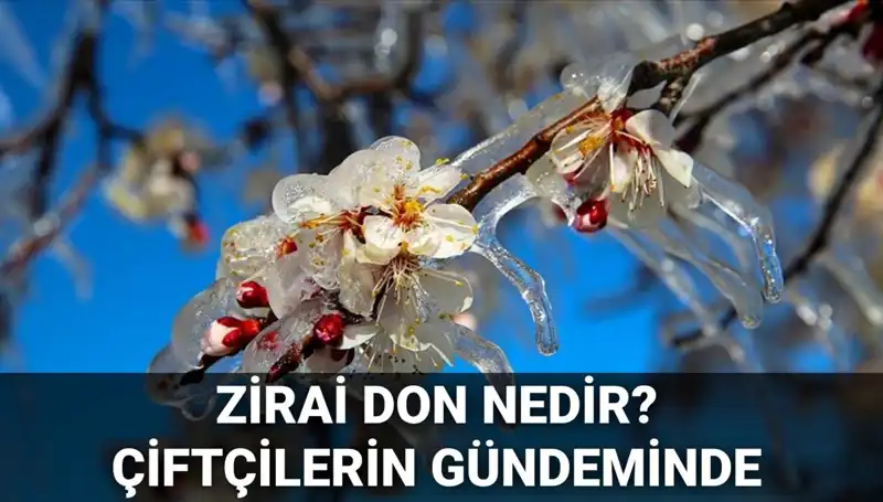 Zirai Don: Çiftçiler İçin Tedirgin Edici Etkileri ve Zararların Telafisi