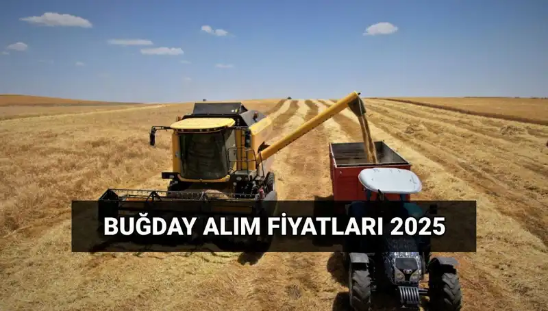 2025 Buğday Alım Fiyatları Ne Zaman Belirleniyor? TMO'dan Son Gelişmeler
