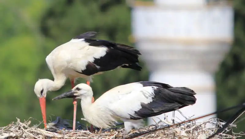 Leylek Köyü’ndeki Uçsuz Bucaksız Leylek Yuvaları, Yaren Leyleği Geride Bıraktı!