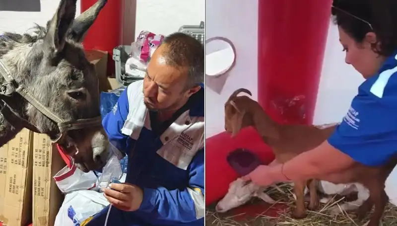 Yangın Sonrası Eşeğe Yapılan Oksijen Maskeli Tedavi Hayvanseverleri Sevindirdi