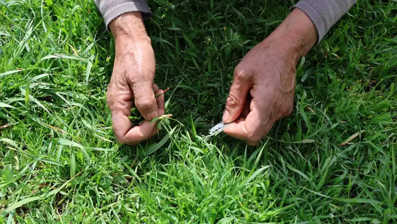 Doğanın Şifalı Mucizesi: Gribe İyi Gelen Bitki Hakkında Bilmeniz Gerekenler