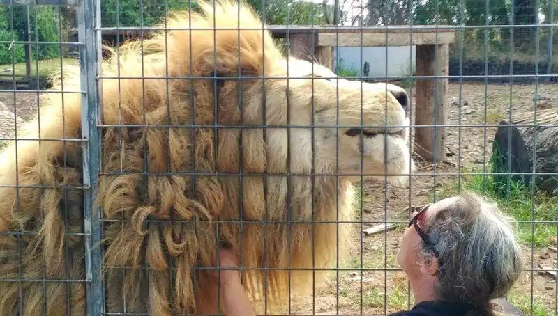 Avustralya'da Aslan Saldırısı: Kafeste Yaşanan Korkutucu Olay