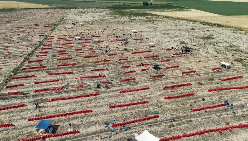Tarlada Domates Fiyatları 5 TL'ye Düştü: Çiftçiler Sıcakla Mücadele Ediyor