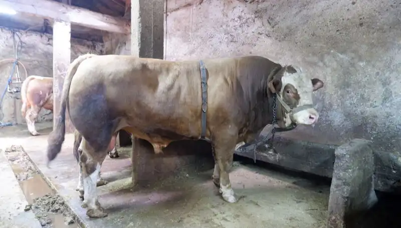Kınık'ta 1 Ton 200 Kilo Ürün Fırtınası: Rekor Fiyatla Satışa Çıktı!