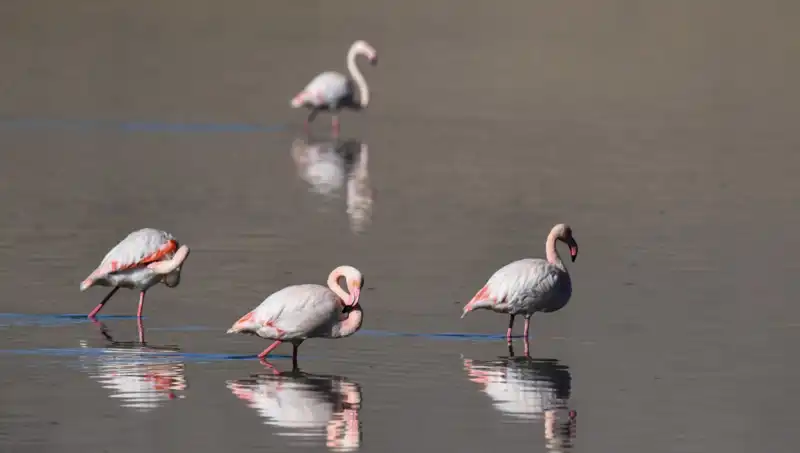 ** Kuraklık Kuş Cennetini Etkiledi: Flamingoların Dramı ve Azalan Sayıları**