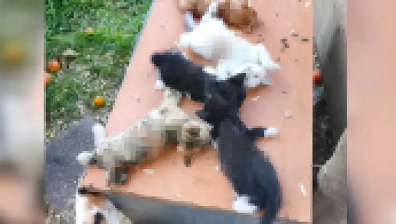 Bursa'daki Yavru Kedi Katliamı: Sekiz Kediye Korkunç Saldırı
