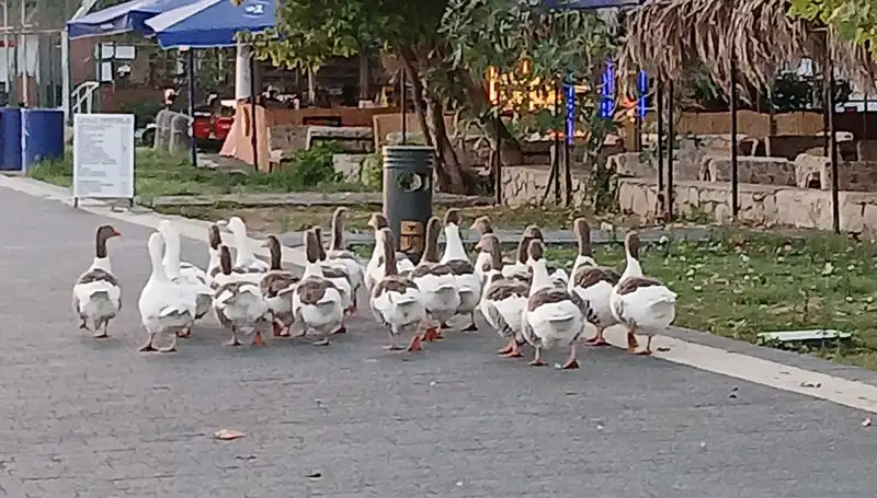 Denizde Yüzdüler, Kümeste Can Verdiler: Kazların Gizemli Ölümü
