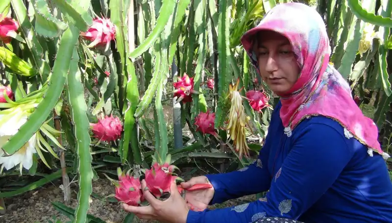 Emekli Olup Pitaya Üretmeye Başlayanların Fırsatları